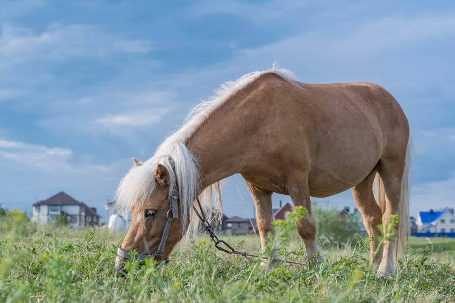 A young pony horse of Cream locus suit grazes peacefully on a green field against a blue summer sky.