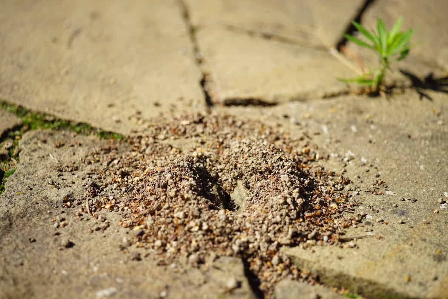 Ants in the sidewalk crack