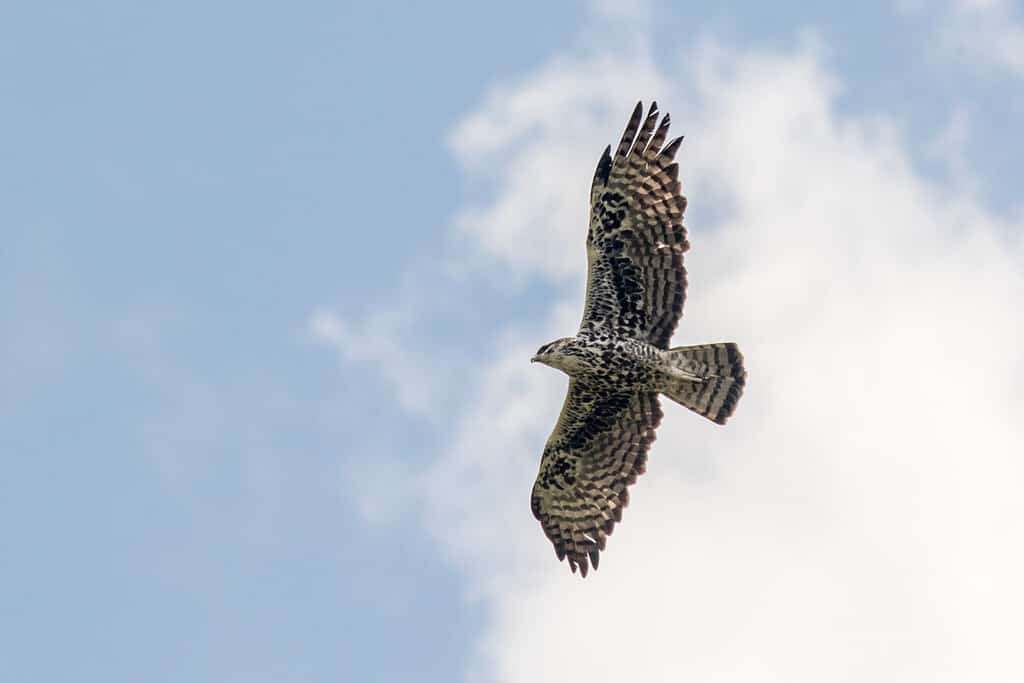 Ayres's Hawk-eagle Flying against a cloudy blue sky