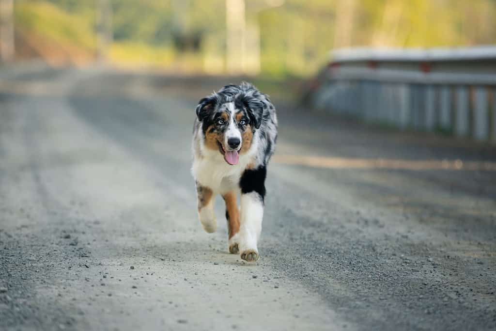 Portrait of funny and crazy Blue merle Australian shepherd dog at sunset in summer. Happy aussie puppy running on the road