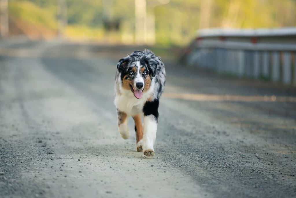 Australian Shepherd - Sidewalk Dog