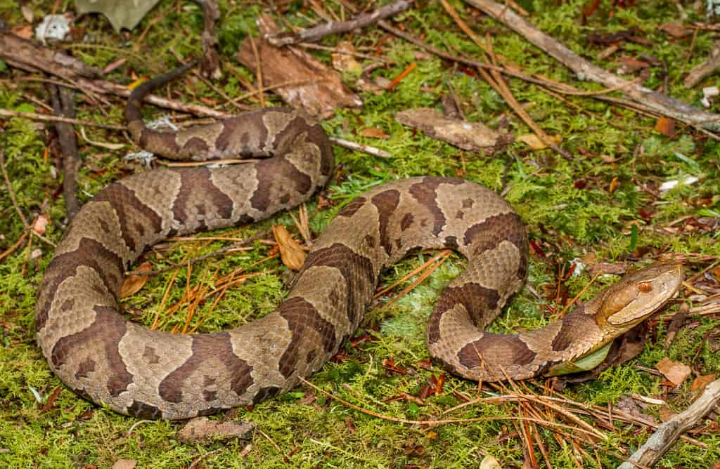 Northern Copperhead Snakes are one of North America's most common species of venomous snake. They possess some incredible camouflage that makes them seem almost invisible on the forest floor.