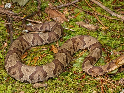 A The 4 Most Notable Snake Bite Incidents in North Carolina This Year