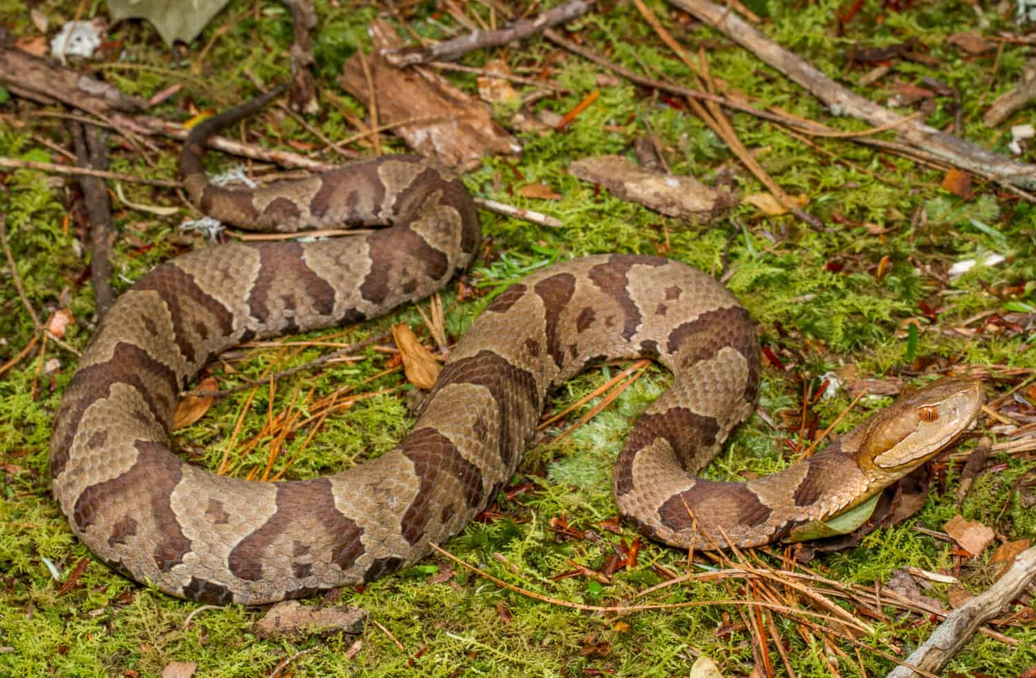 The Copperhead Snake is a venomous species of pit viper found in the United States. It has a copper-colored head and an orange-brown body with dark crossbands. 