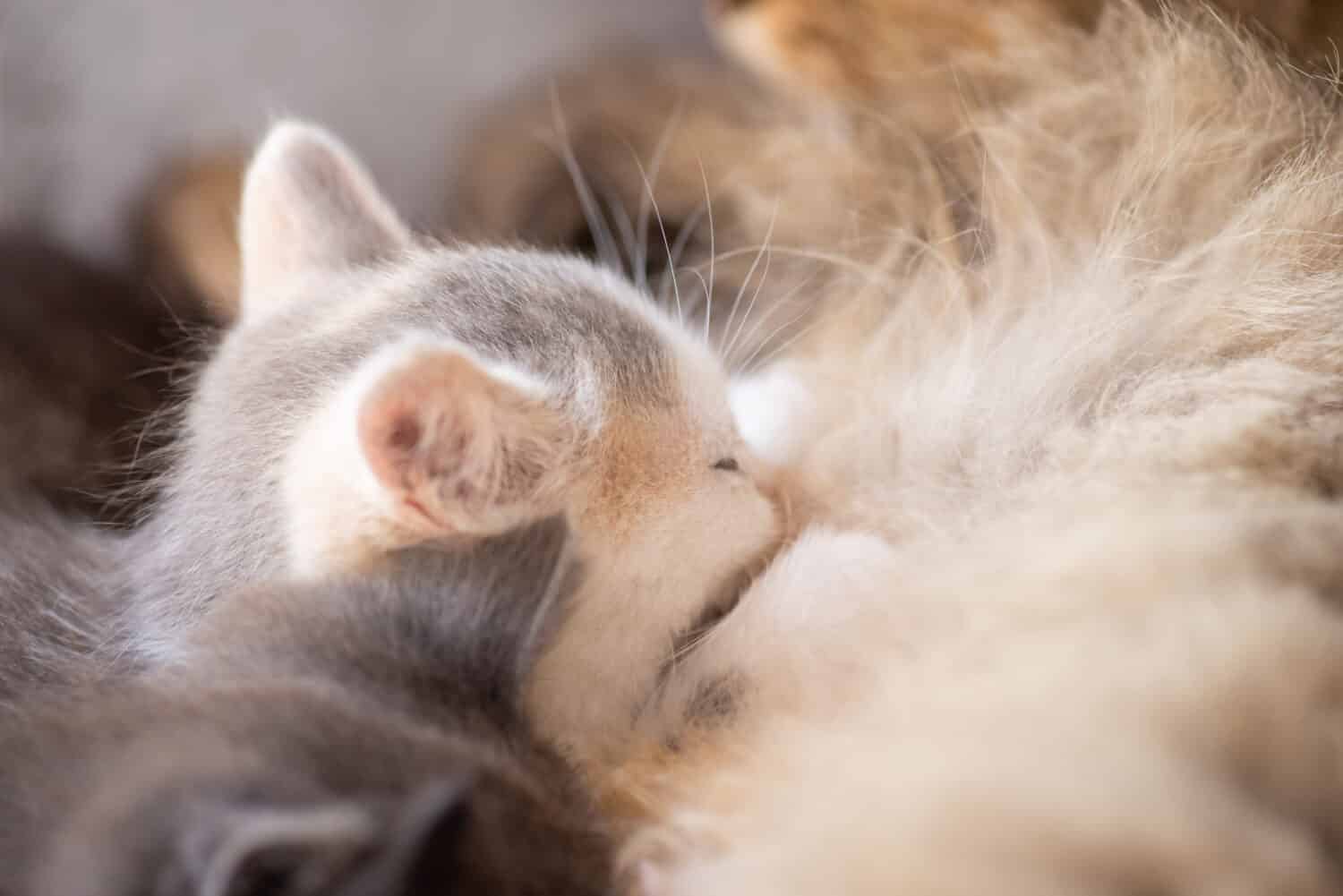 Close up photo of little cat drinking milk from her mother with other kittens. Cat nursing kittens