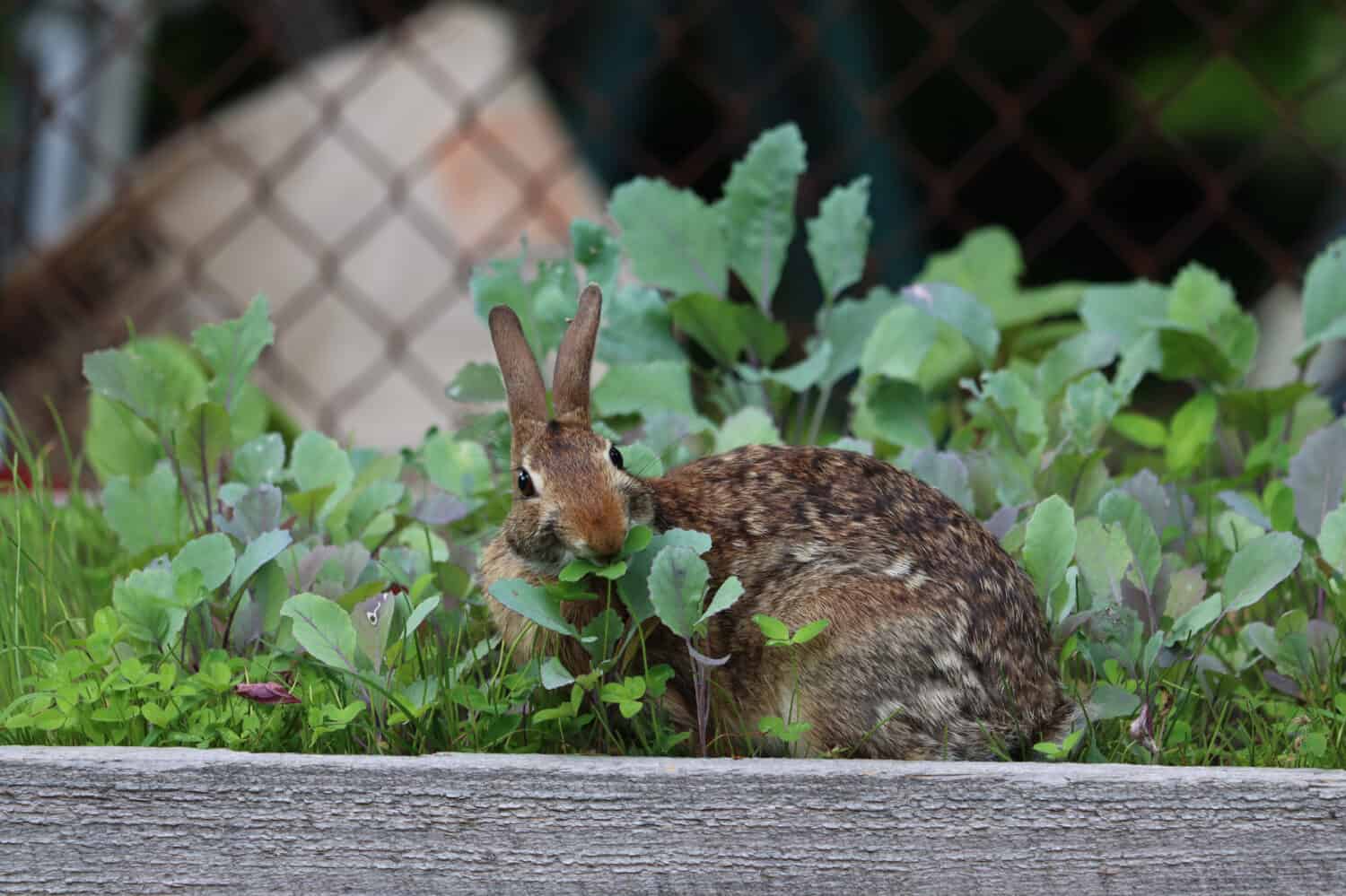 An eastern cottontail rabbit snacking on leaves in a vegetable garden