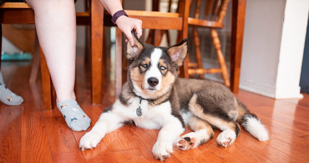 Lab Husky puppy sitting on the floor getting their ear scratched