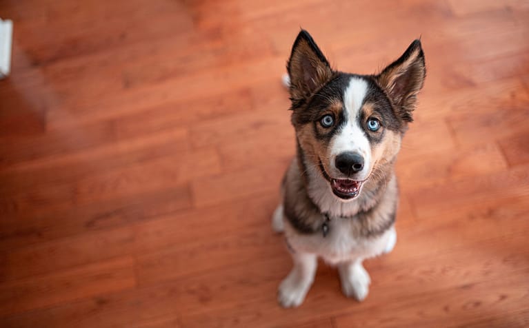 Lab Husky puppy sitting on the floor.
