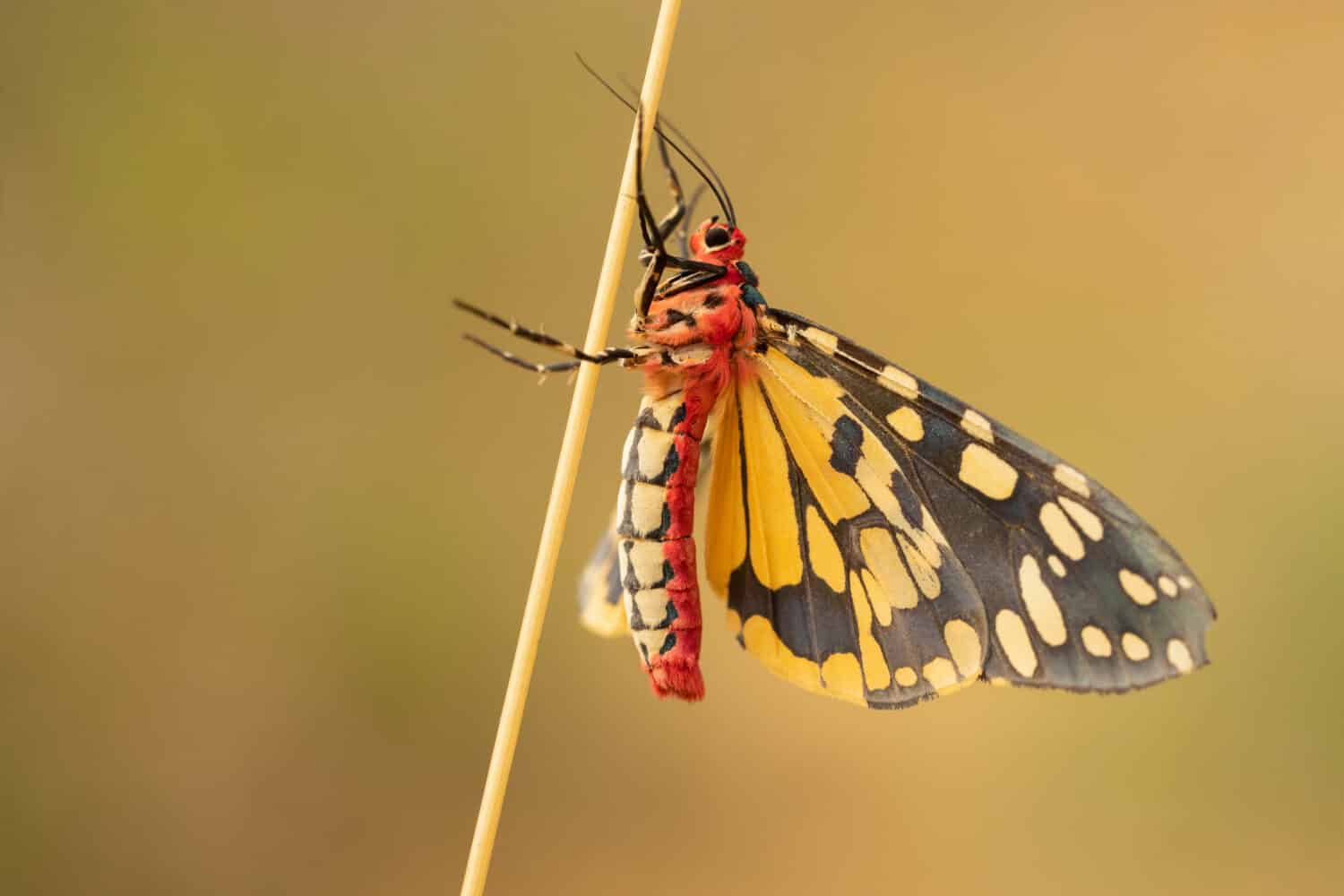 The scarlet tiger moth (Callimorpha dominula, formerly Panaxia dominula) is a colorful moth belonging to the tiger moth subfamily, Arctiinae. 