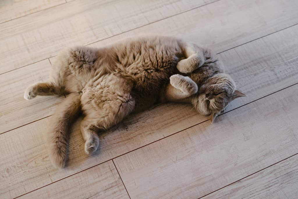 A gray cat lies on a laminate. The cat sits on his back on the floor. Thoroughbred scottish straight-eared cat.