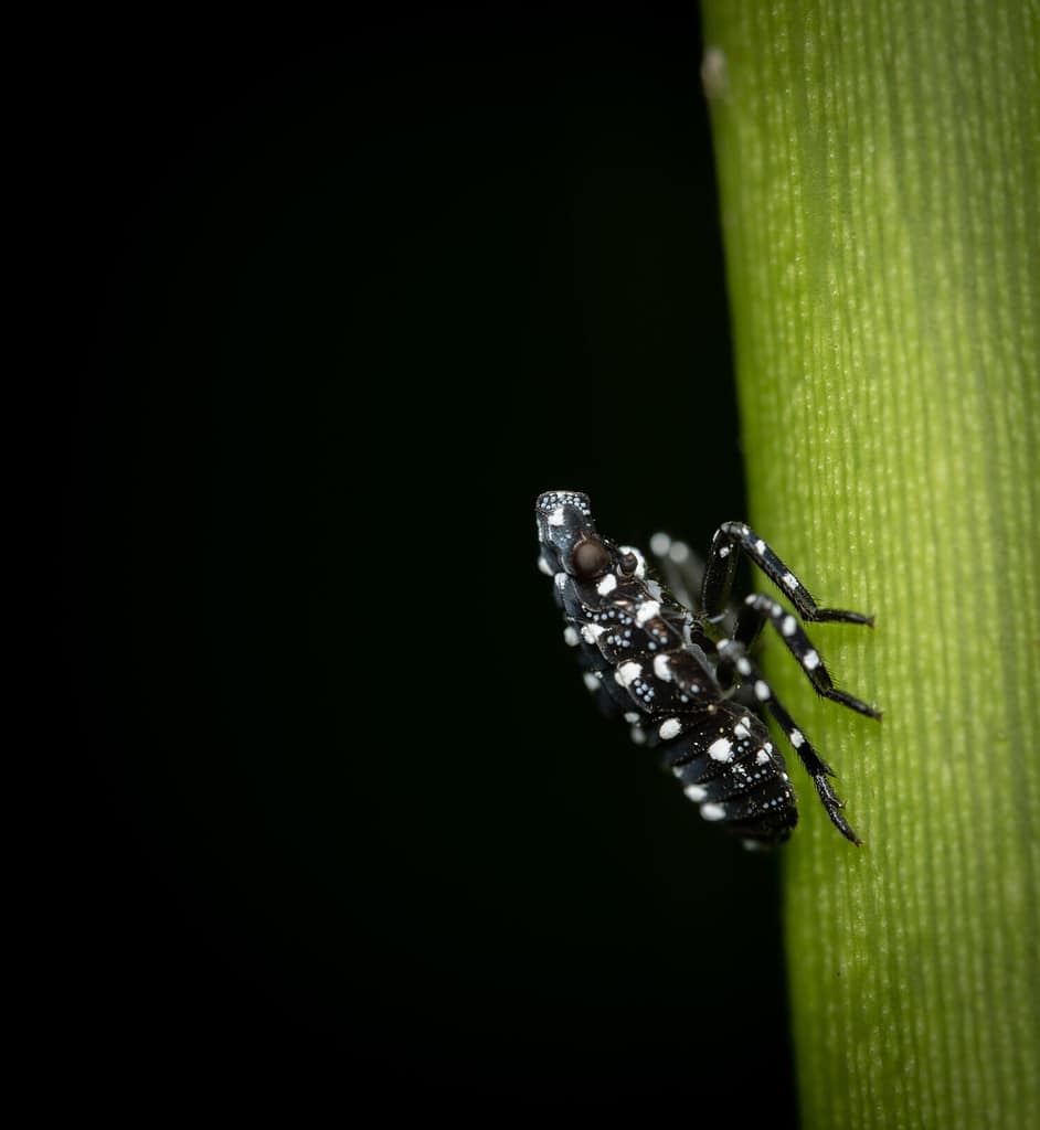 A closeup shot of a Yellow fever mosquito on a green stem