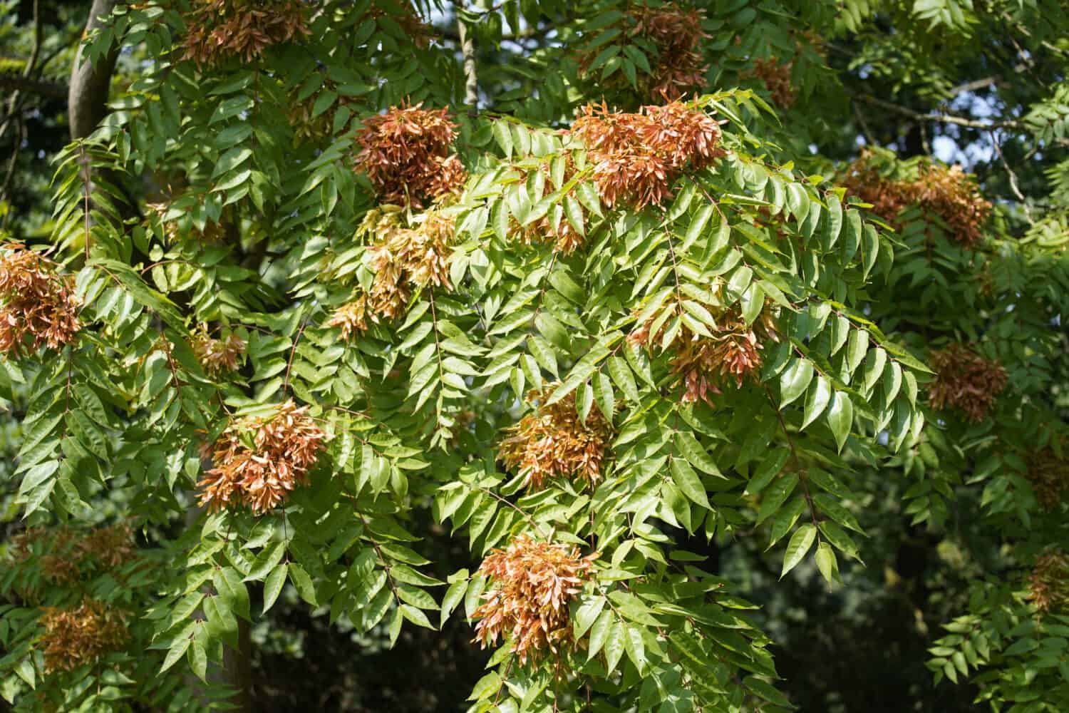 Ailanthus altissima  commonly known as tree of heaven, ailanthus, varnish tree, or in Chinese as chouchun 