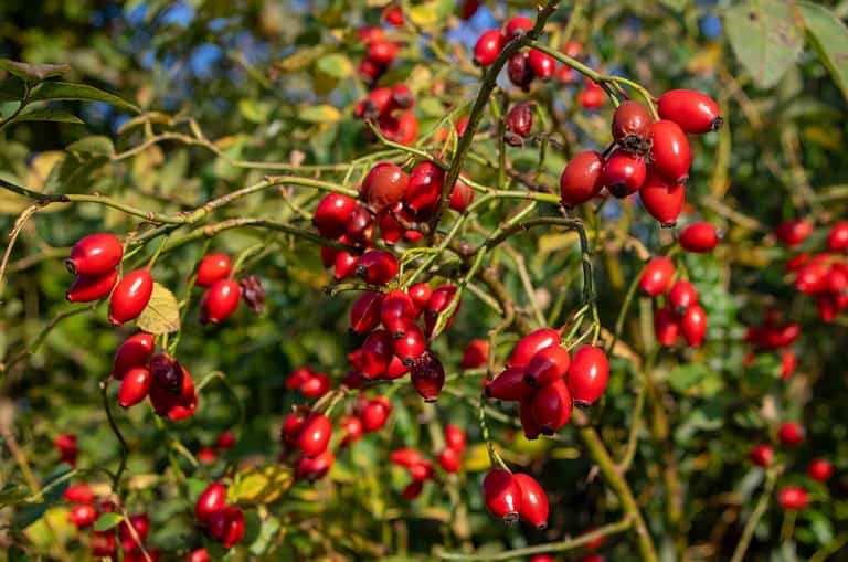 Ripened rose hips on shrub branches, red healthy fruits of Rosa canina plant, late autumn harvest in sunlight