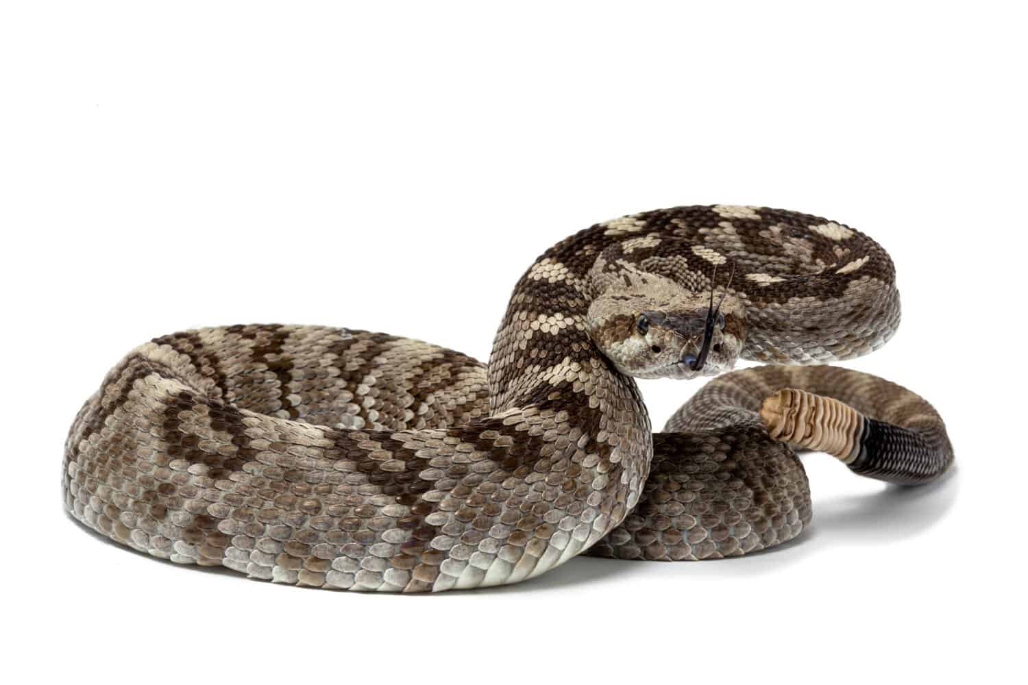 Ornate Black-Tailed Rattlesnake, Crotalus ornatus isolated on white background