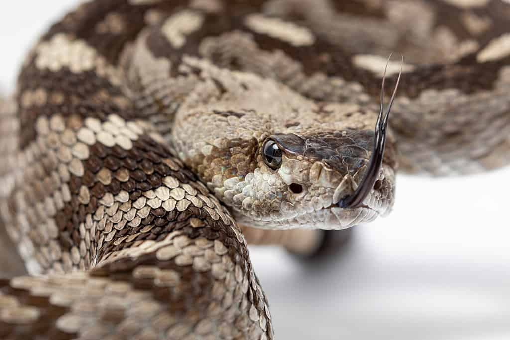 Ornate Black-Tailed Rattlesnake, Crotalus ornatus isolated on white background