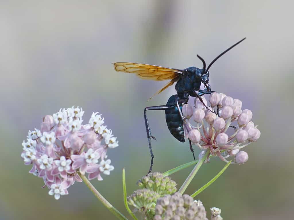 A Tarantula Hawk Wasp feeding on some flowers