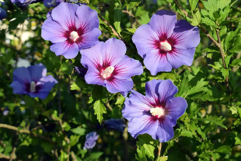 Beautifully blooming hibiscus syriacus 'Blue bird' with attractive flowers