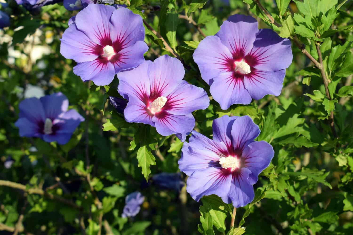 Beautifully blooming hibiscus syriacus 'Blue bird' withattractive flowers 