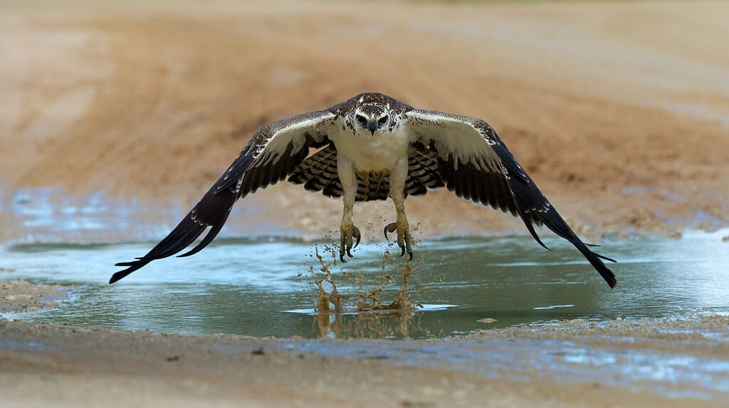 Martial Eagle (Polemaetus bellicosus) Kgalagadi Transfrontier Park, South Africa