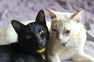 15 Common Myths About Cats photo