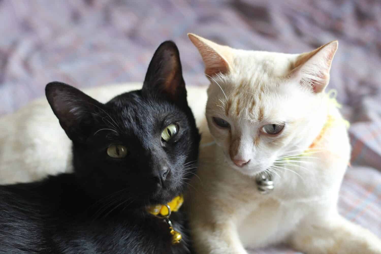 Black and white Thai cats lounging and relaxing together in the house. on the purple blanket They both wore yellow collars and silver bells.