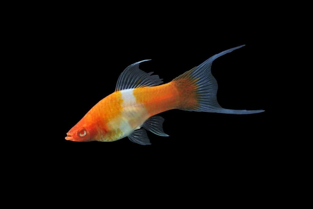 Red and white long fin swordtail on isolated black background. Swordtail (Xiphophorus hellerii) is one of the most popular freshwater aquarium fish species. it is a livebearer fish.