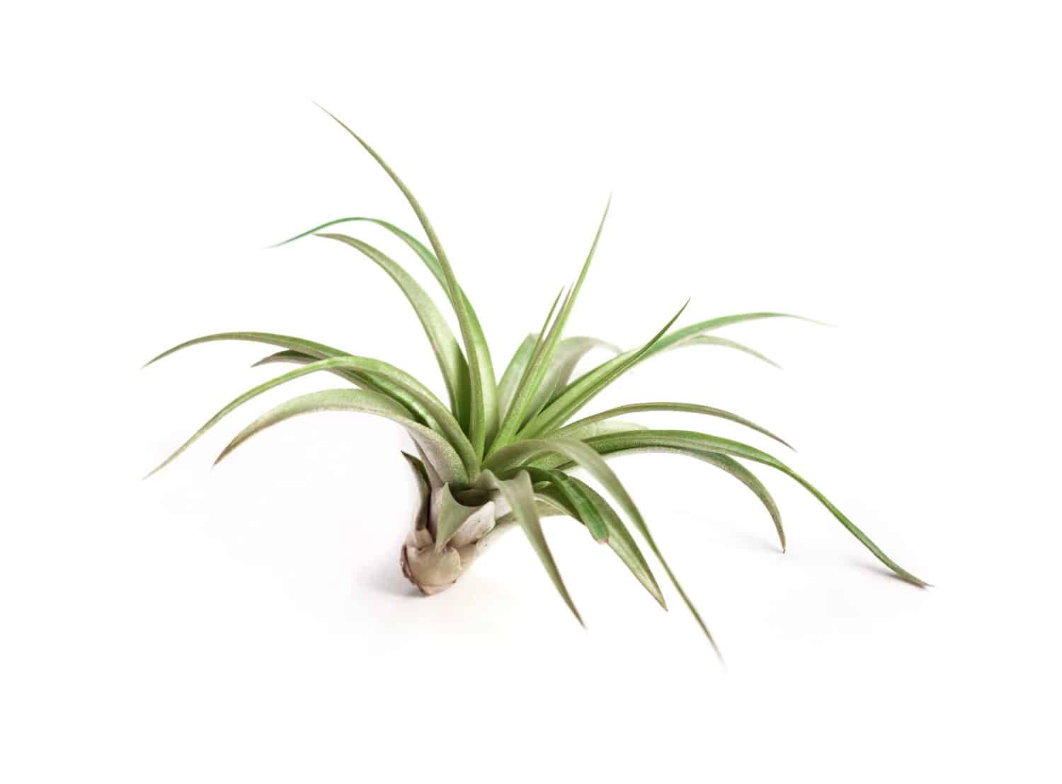 Atmospheric tillandsia air plant with white background.