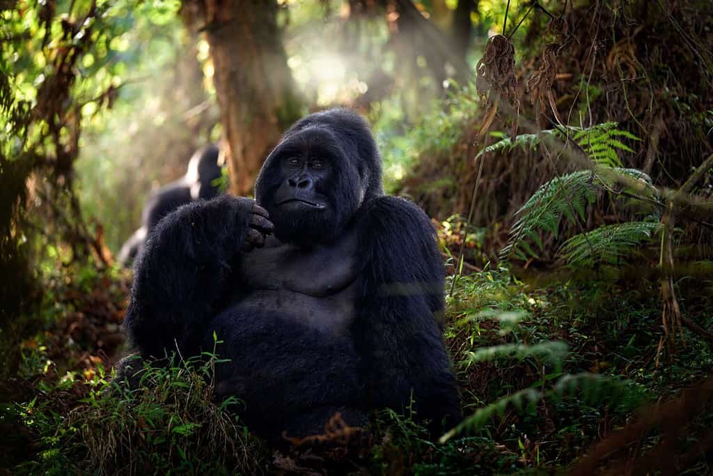 Mountain gorilla, Mgahinga National Park in Uganda. Close-up photo of wild big black silverback monkey in the forest, Africa. Wildlife nature. Mammal in green vegetation. Gorilla sitting in forest,