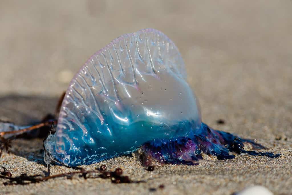 Portuguese man o' war on beach in South Florida with vibrant blue and purple colors
