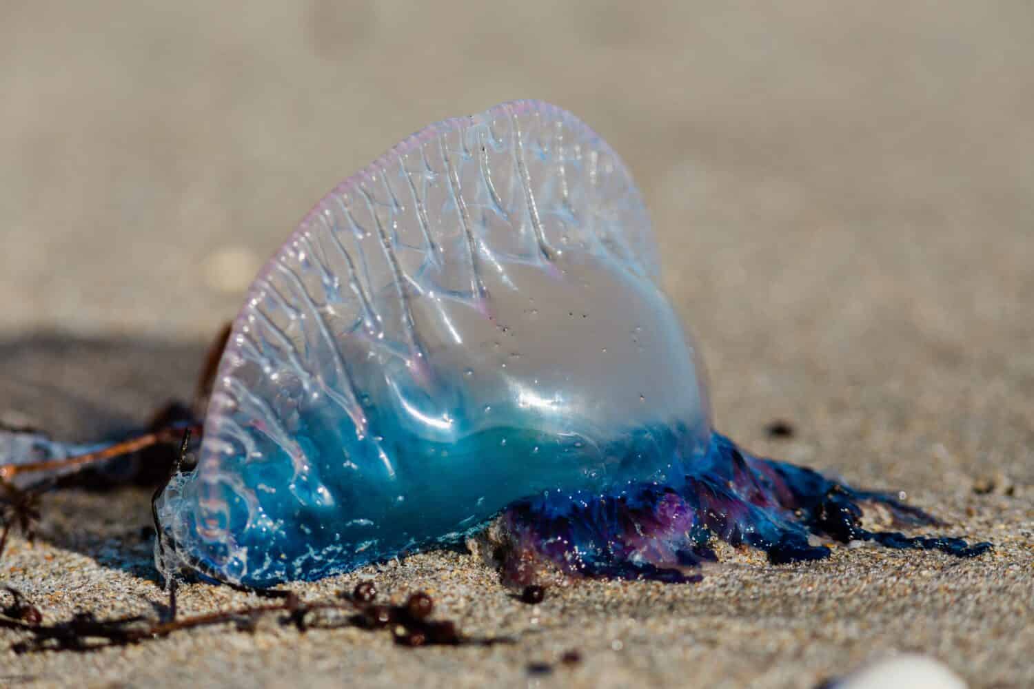 Portuguese man o' war on beach in South Florida with vibrant blue and purple colors