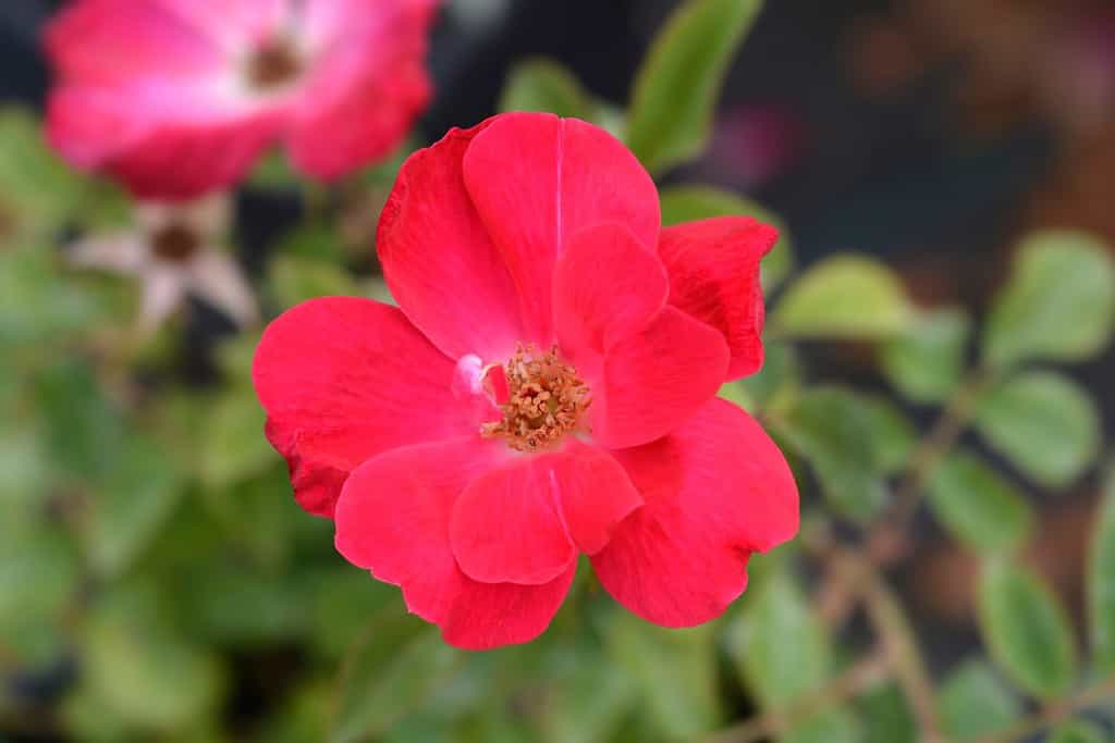 Rose Knock Out flower - Latin name - Rosa Knock Out