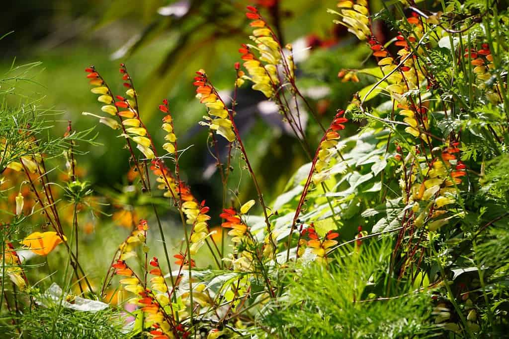 Ipomoea Lobata, The Fire Vine, Firecracker Vine Or Spanish Flag - Formerly Mina Lobata. Beautiful Colorful Flowers In The Green Garden.