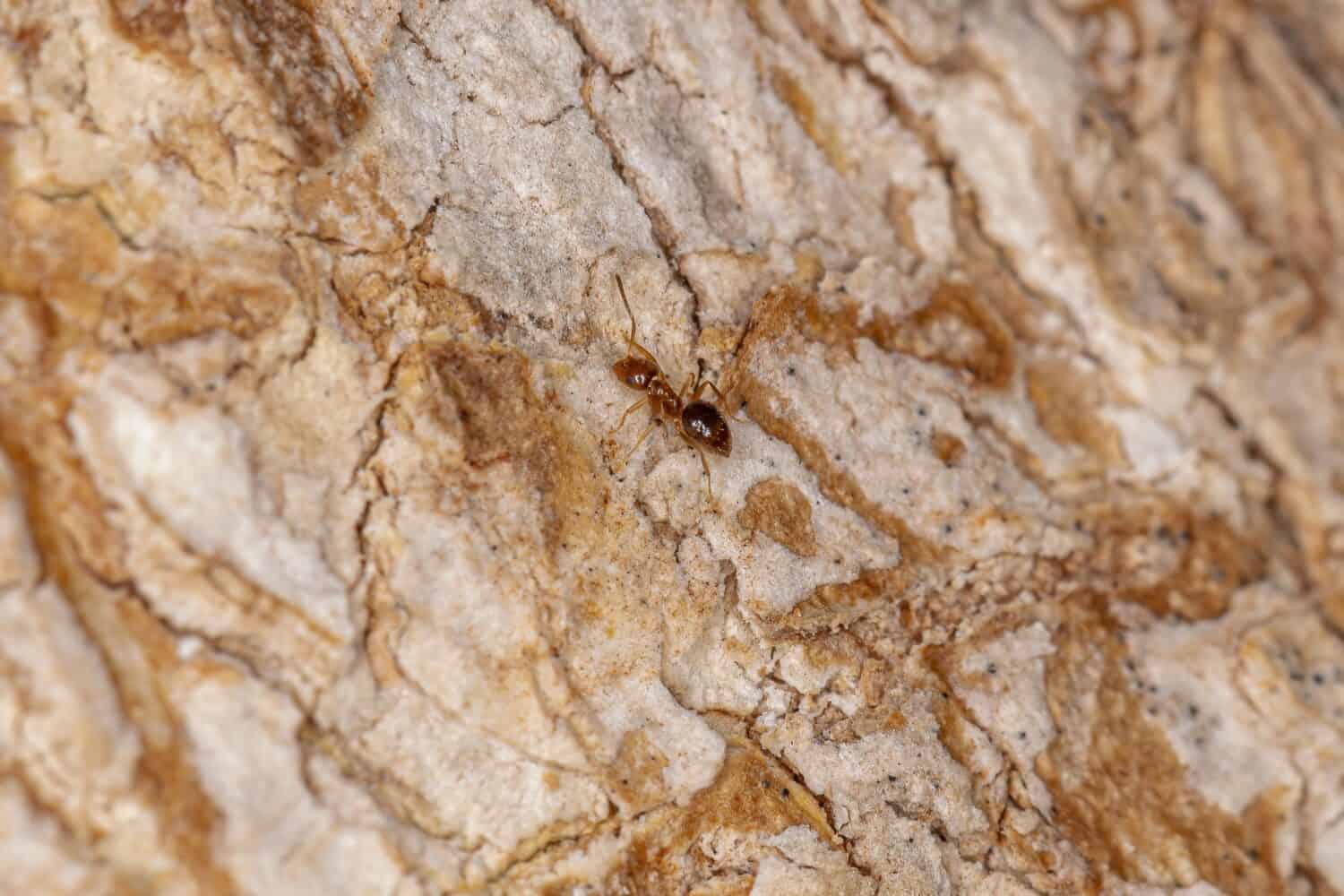 Small Adult Rover Ant of the Genus Brachymyrmex