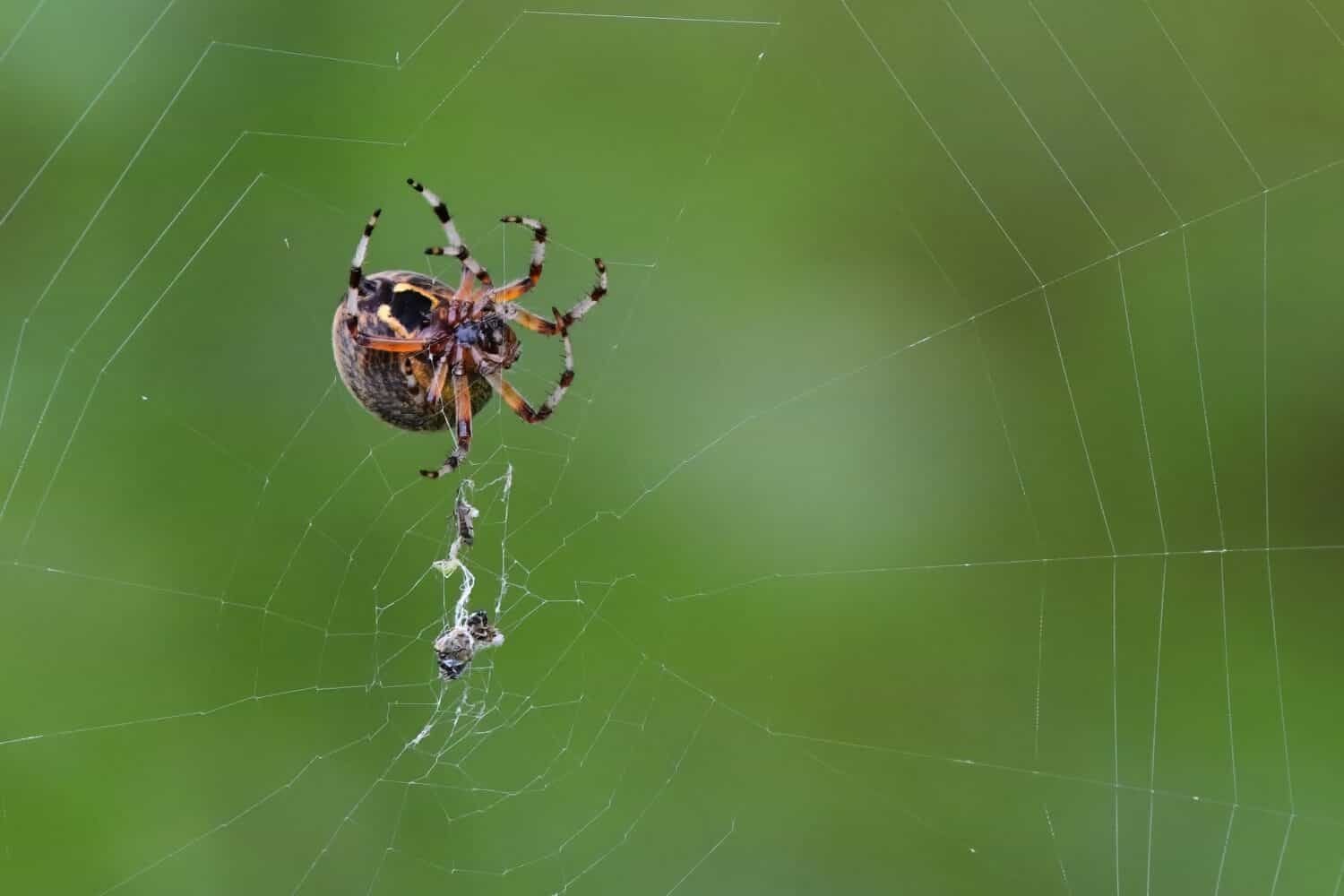 A Marbled Orb Weaver (Araneus marmoreus) works on weaving a web in Alaska's boreal forest.