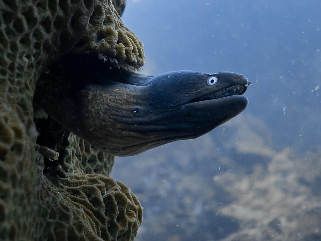 white eyed moray eel around Koh Tao, Thailand