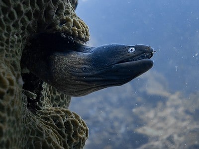 Moray Eel Fish Facts | Muraenidae - A-Z Animals