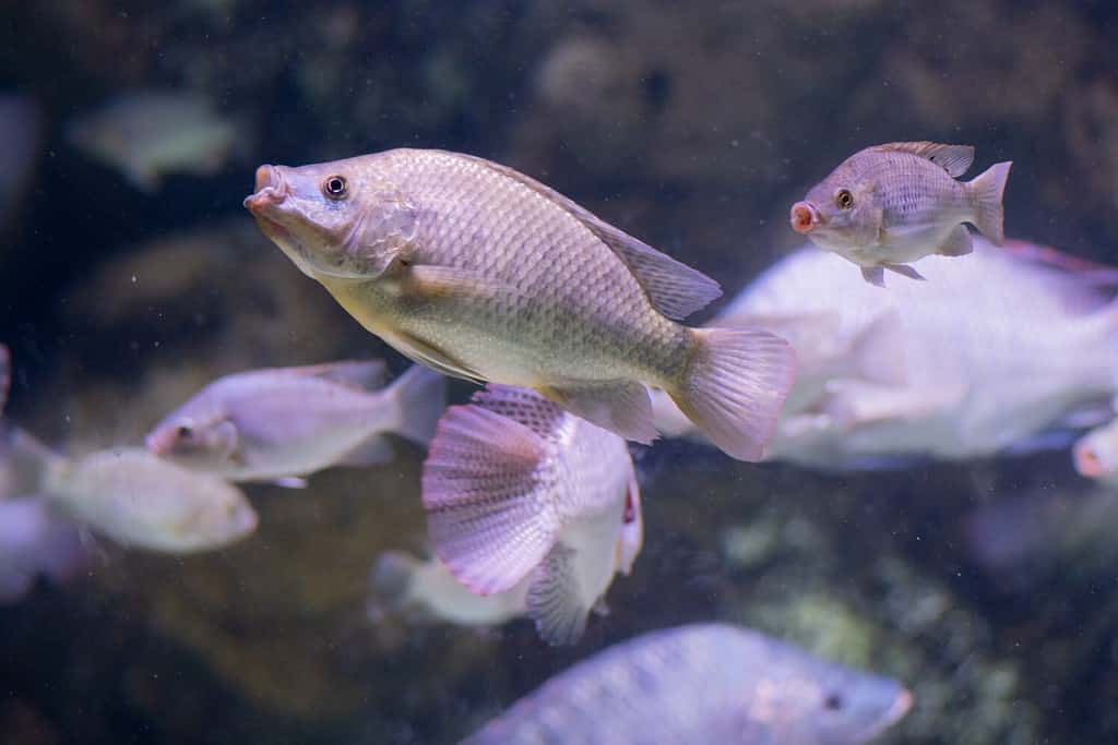 The blue Tilapia (Oreochromis aureus), a fish in the family Cichlidae. Native to Northern and Western Africa, and the Middle East