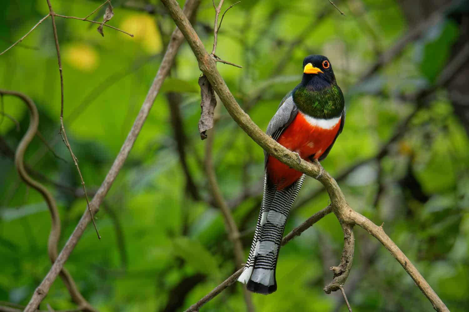 Elegant Trogon - Trogon elegans called Coppery-tailed., bird ranging from Guatemala in the south as far north as New Mexico