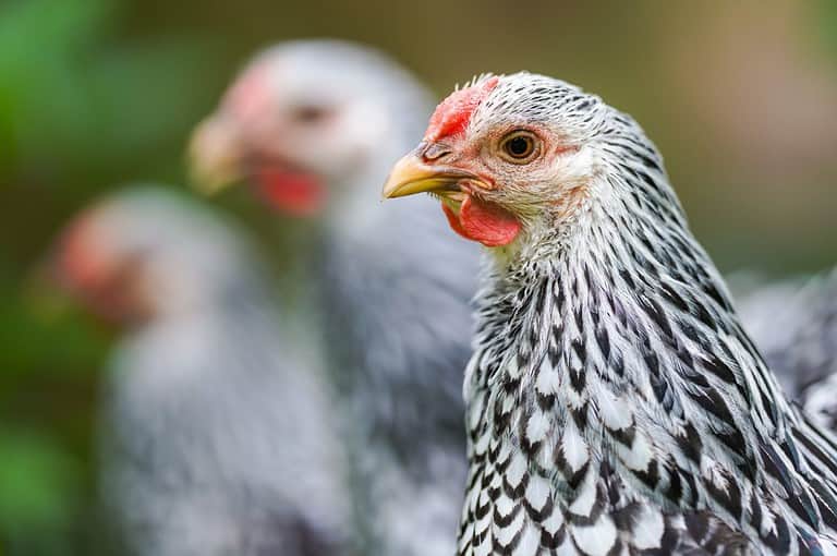 Wyandotte Chicken