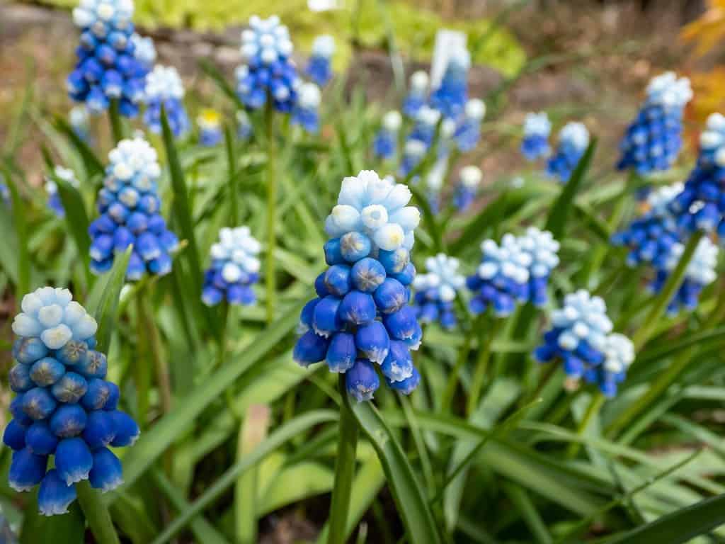 Close-up shot of bicolor grape hyacinth Muscari aucheri 'Mount Hood' features pretty, grape-like clusters of rounded blue flowers with white tips, crowned with white florets in early spring