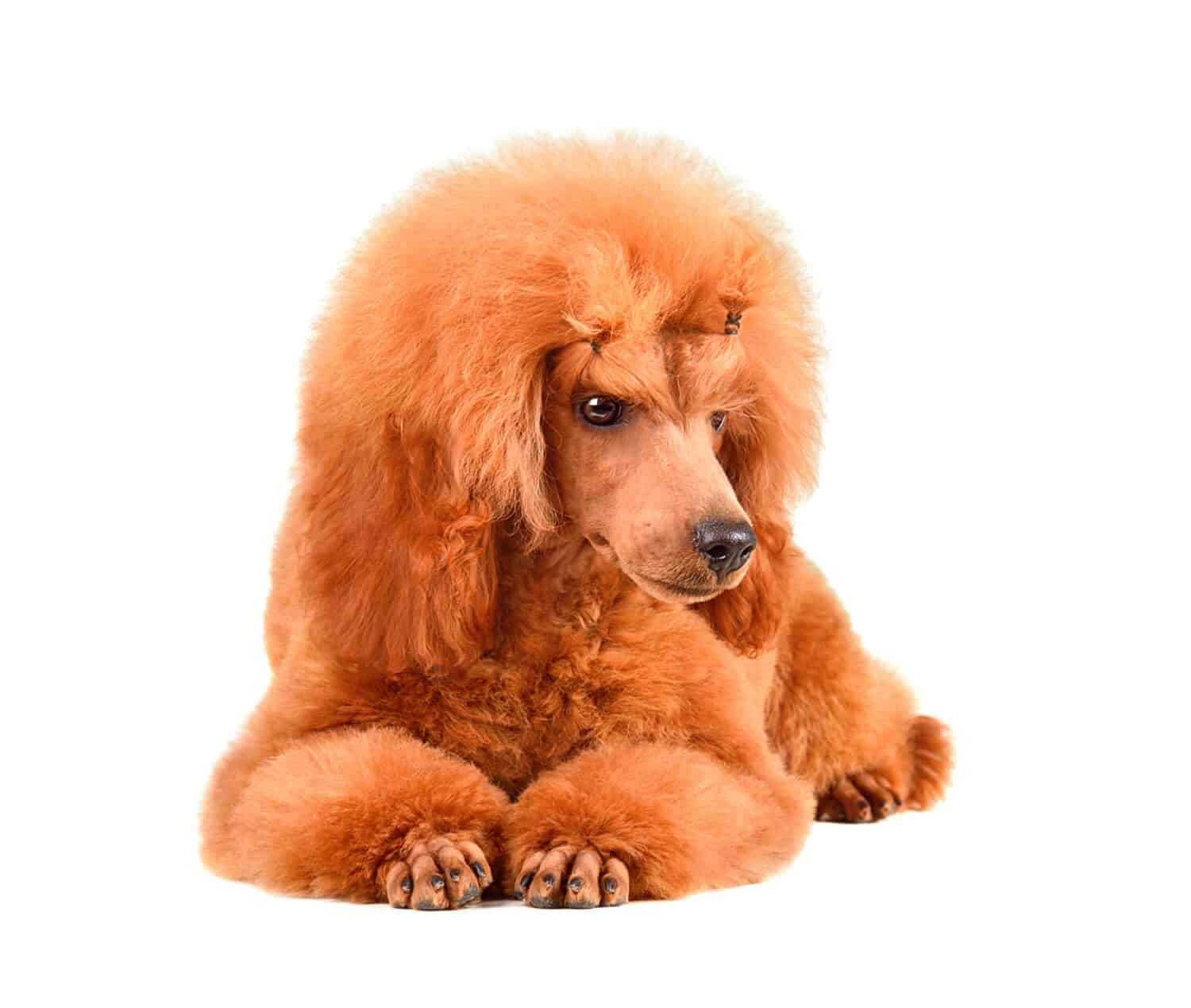 Six months old puppy of apricot poodle resting on a white background