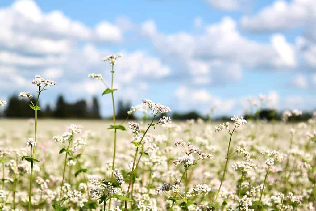 View on a blooming buckwheat field with white flowers. Selective focus. High quality photo