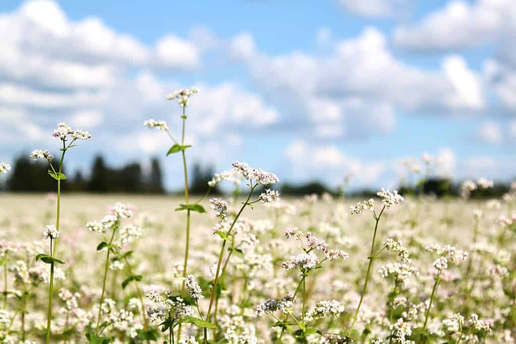 what to plant in august