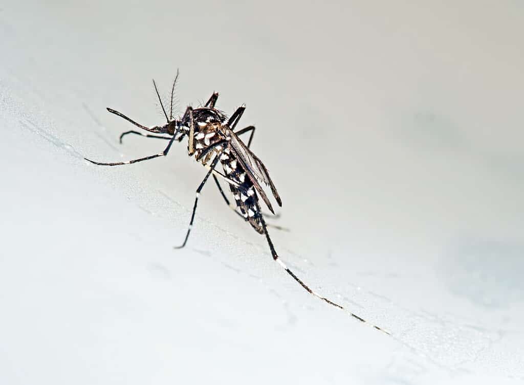 Tiger aka Forest mosquito macro. Aedes albopictus. Stegomyia albopicta. Vector for Chikungunya, Dengue and Yellow fever. Once primarily Asian - now spread.