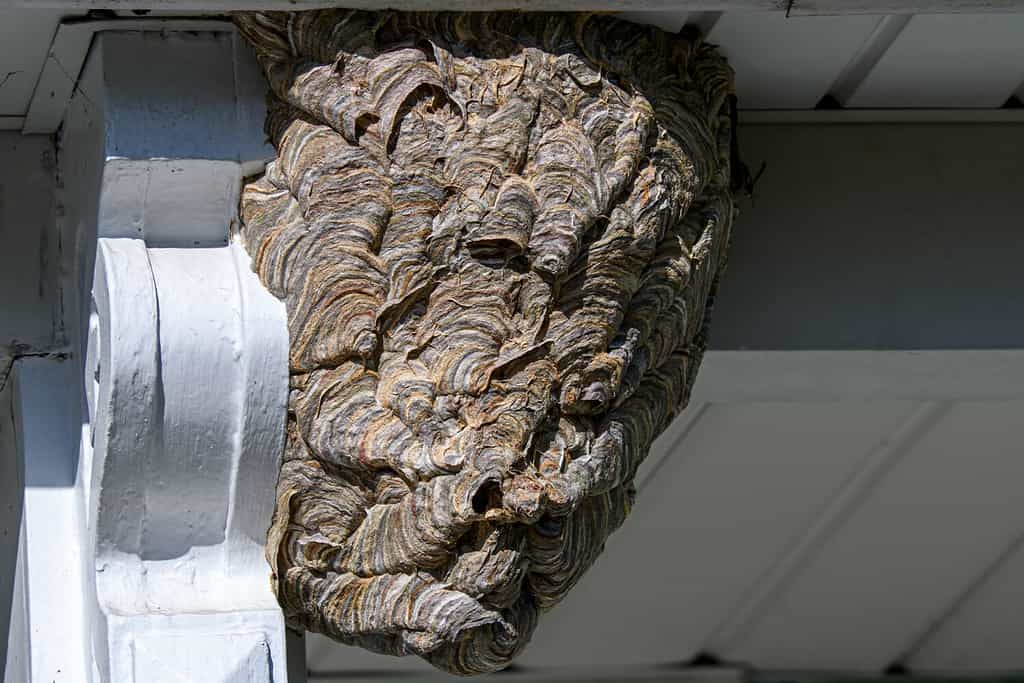 Bald-faced hornets paper nest. It is a species of yellow jacket wasp and not a hornet. Colonies contain 400 to 700 workers. Workers aggressively defend their nest by repeatedly stinging invaders.
