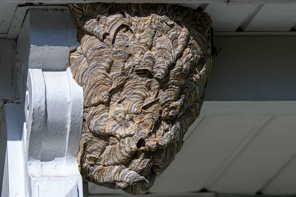 Bald-faced hornets paper nest. 