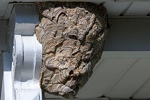 Watch What Happens When a Man Fires a Slingshot at Massive Wasp Nest Picture