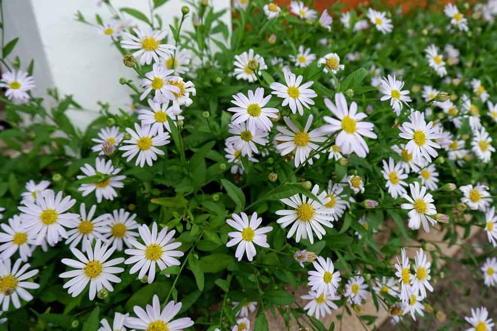Dahlberg Daisy (Bellis perennis), family Asteraceae, grown for garden decoration in Chiang Mai, Thailand.