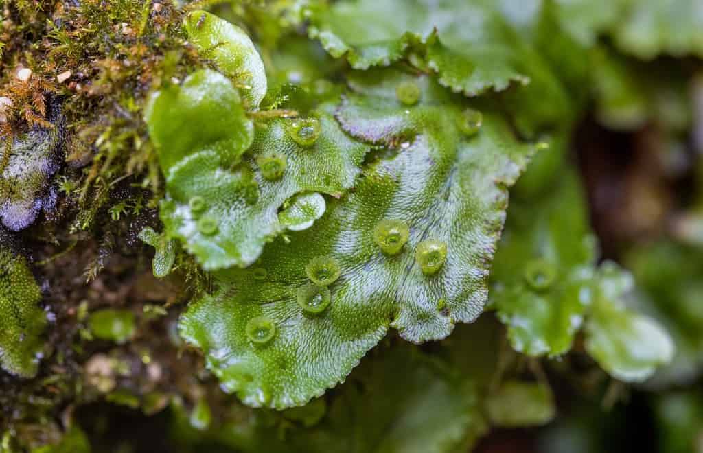 A close-up of Marchantia, a species in the genus of liverworts moss