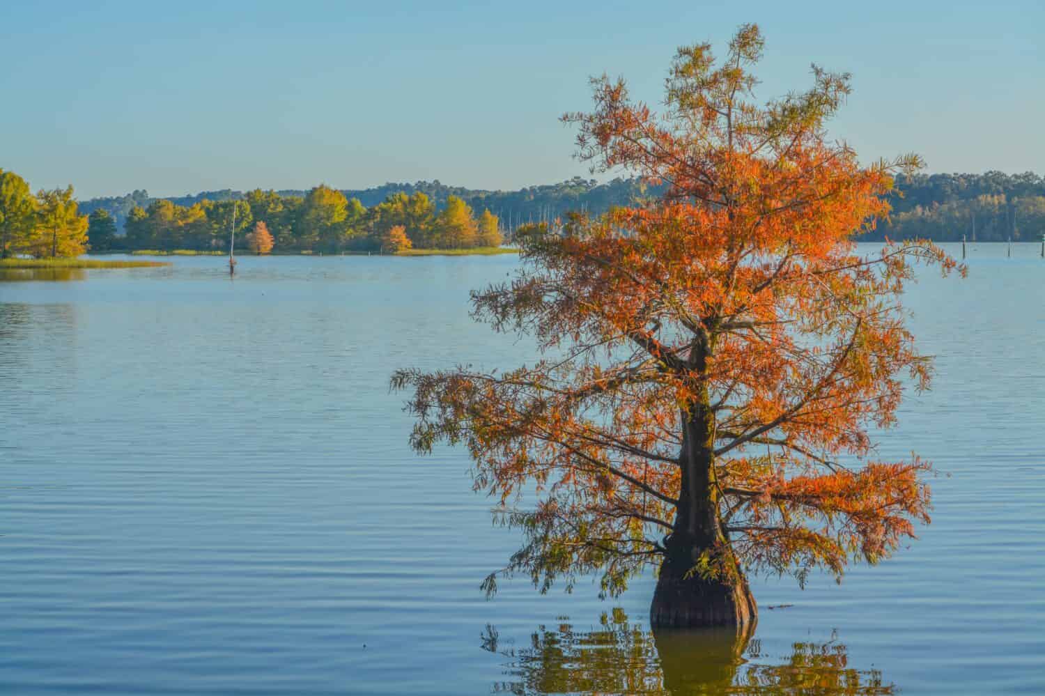 The Bald Cypress Trees growing in Lake D''Arbonne State Park, Louisiana
